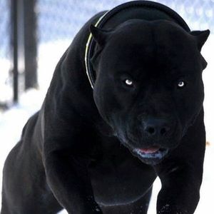 Meet your Posher, Jesus